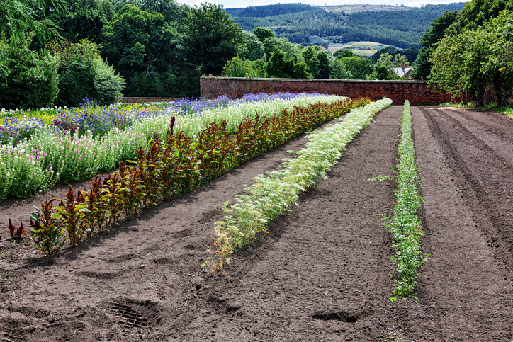 Agroforestry is the association of trees and crops or animals on the same plot.
