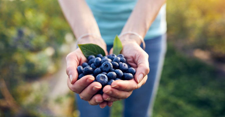 Les jardins-forêts sont une forme d’agroforesterie