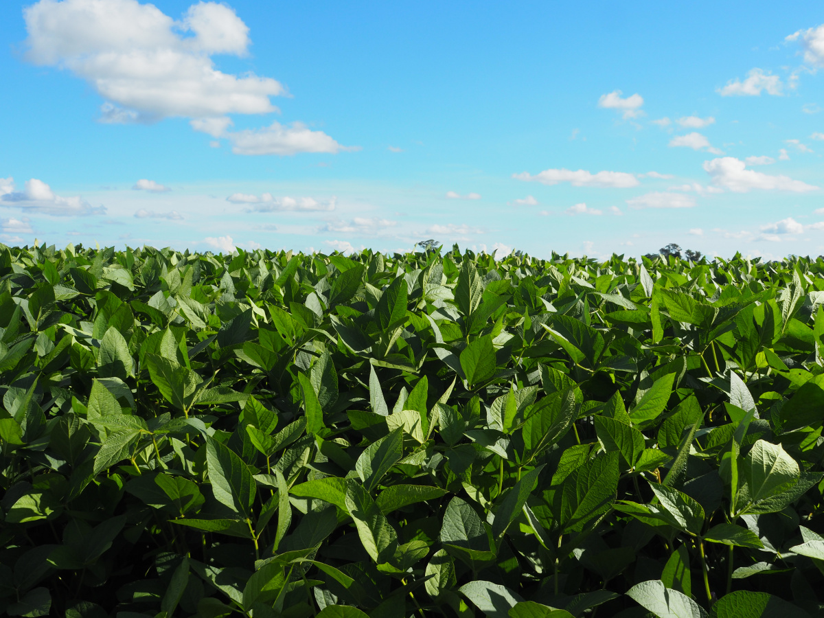 agriculture intensive 