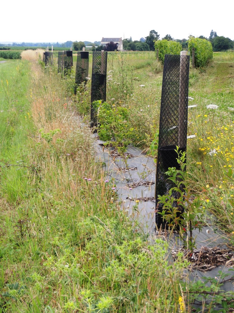 Example of hedgerows in France