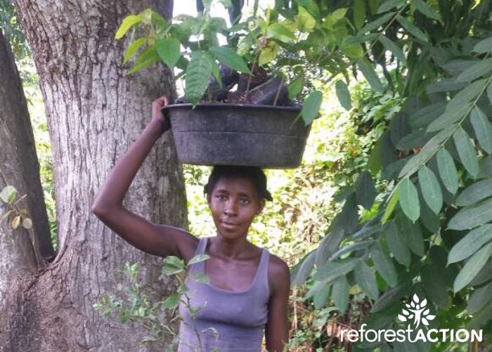 Femme portant des pousses de cacaoyers