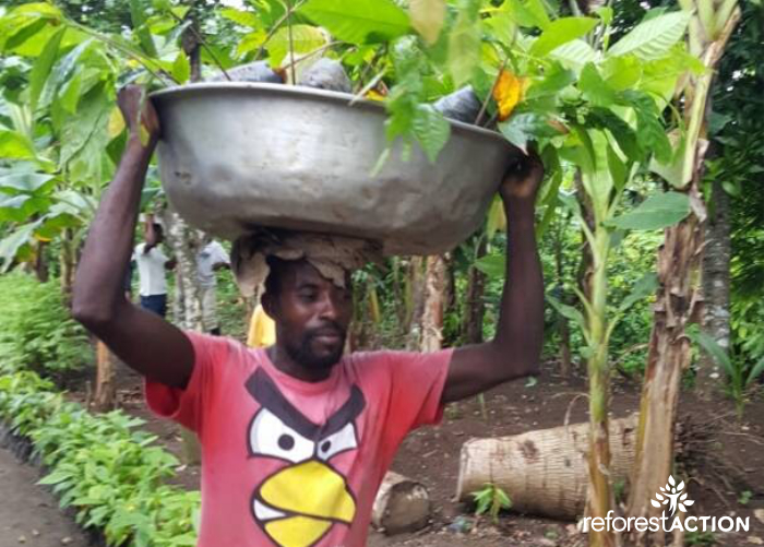 Homme portant des pousses de cacaoyers
