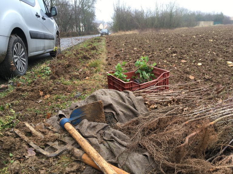 Prices for hedgerows can vary.