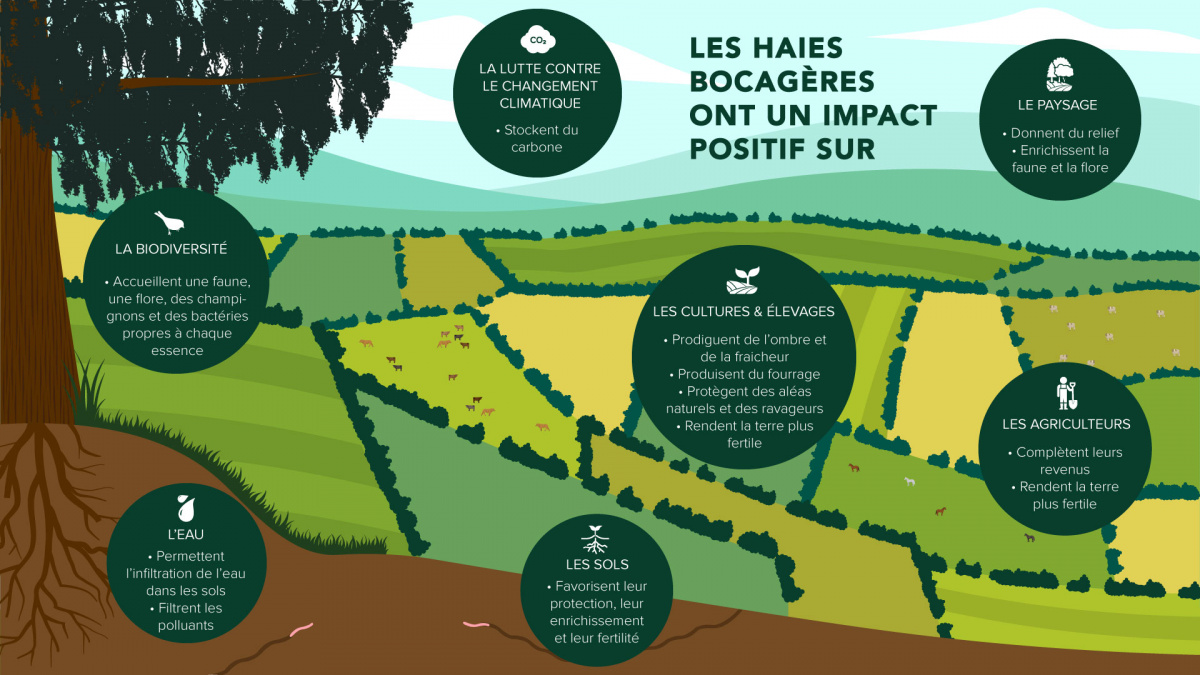 Hedgerows are extremely beneficial for biodiversity.