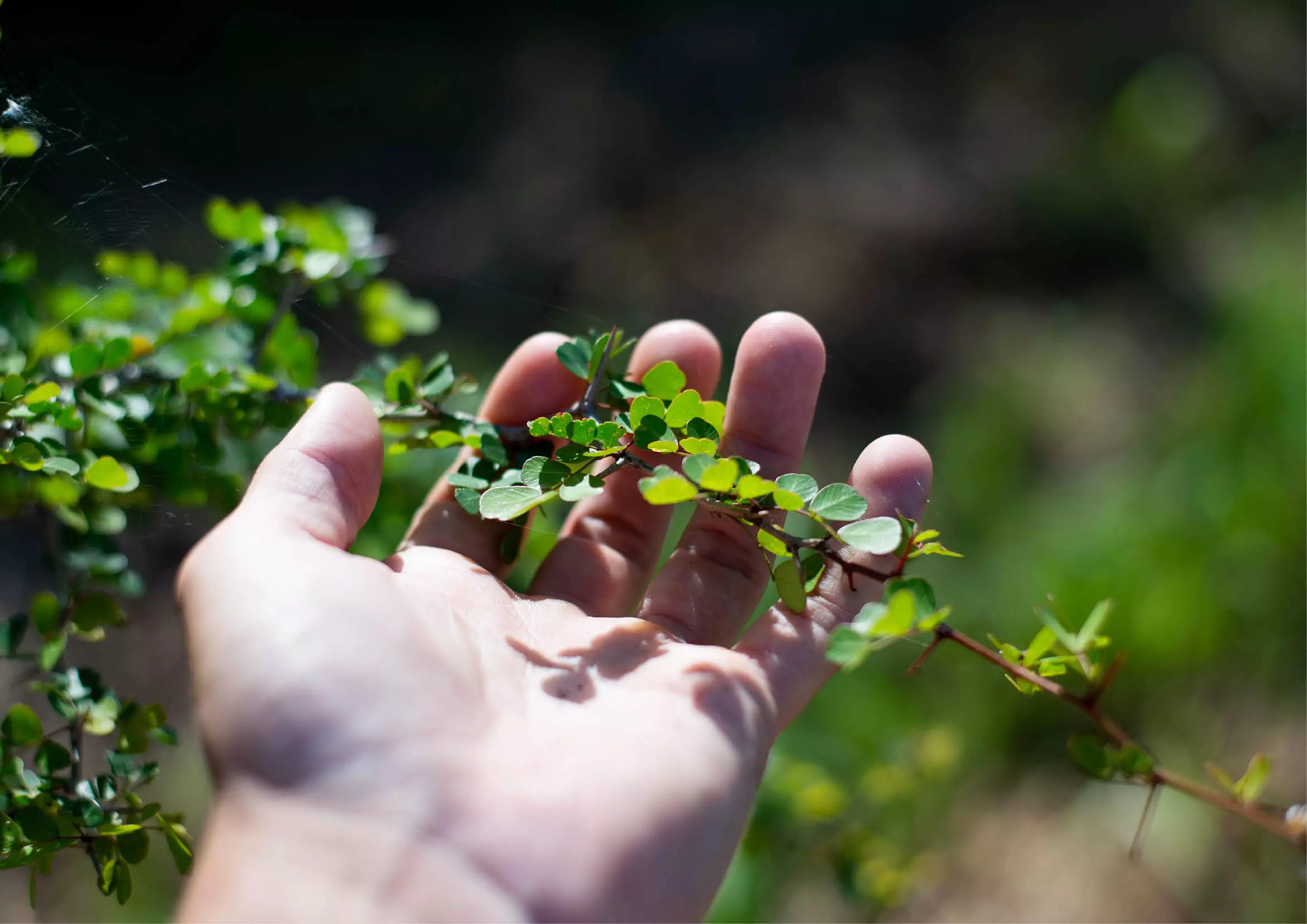 Branche de Palo de Tinto 