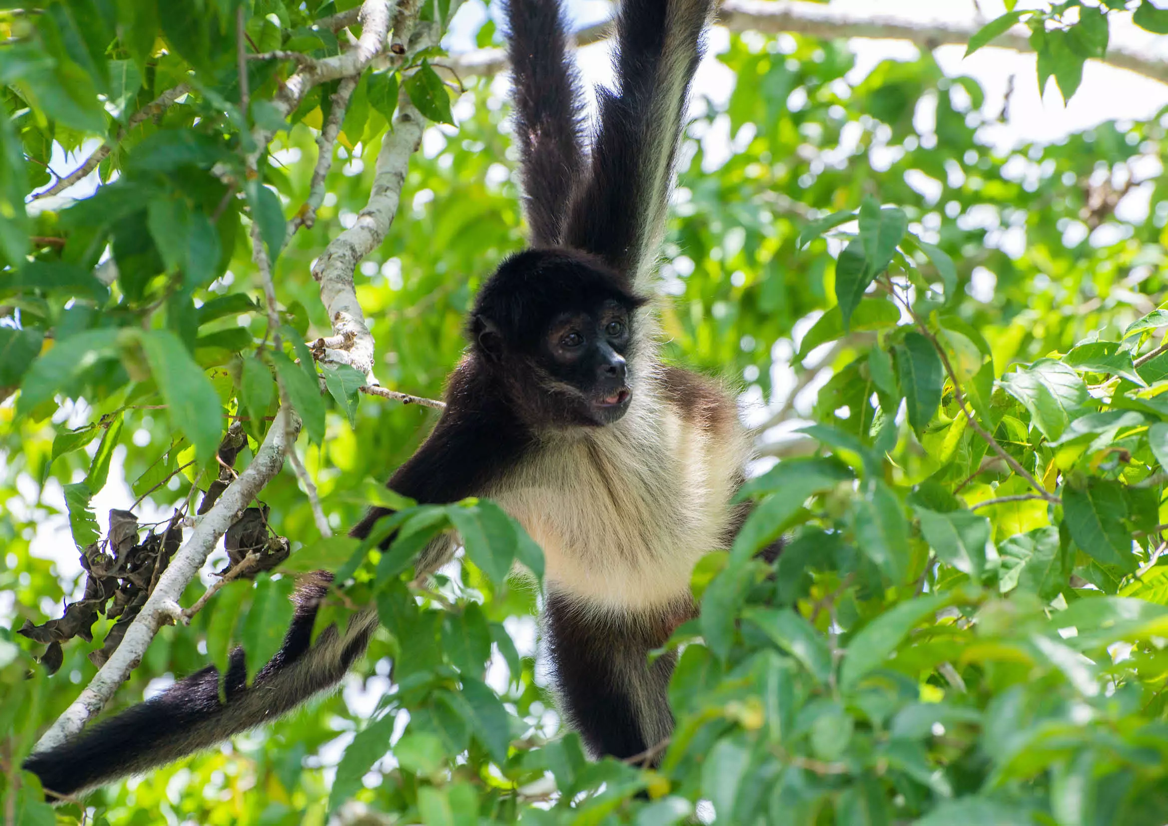Singe-araignée sur une branche d'arbre 