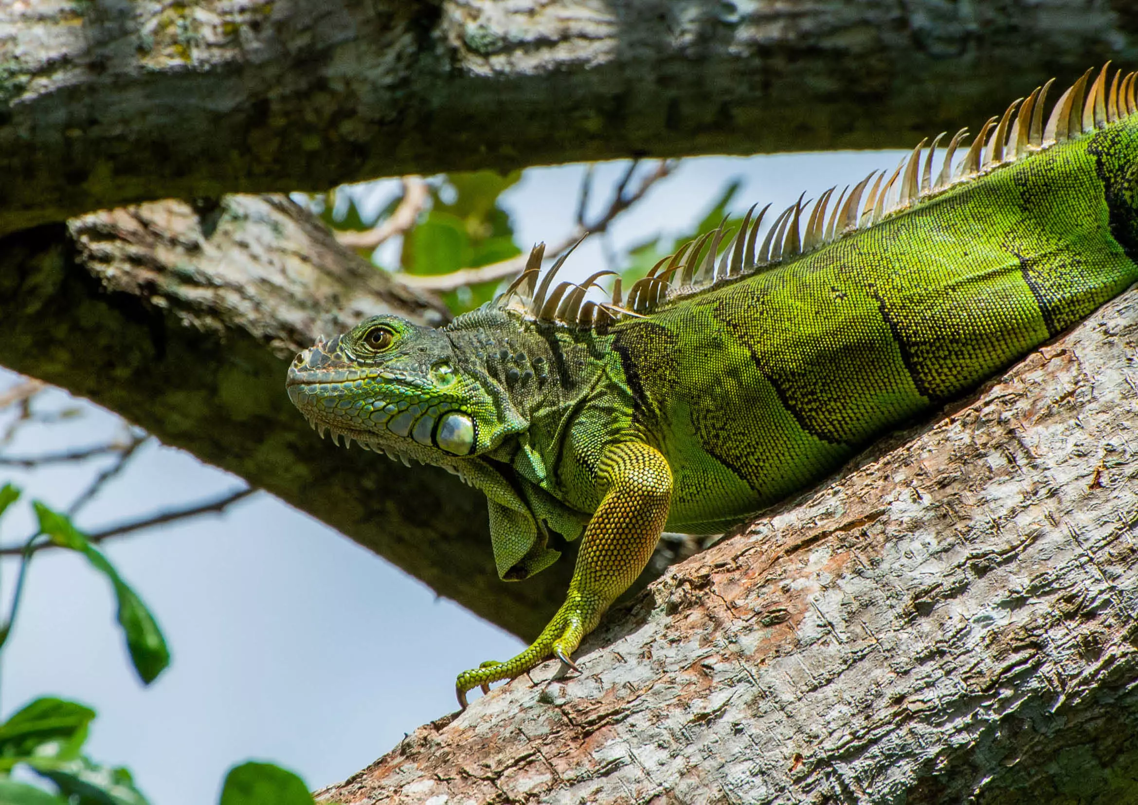 Iguane vert 