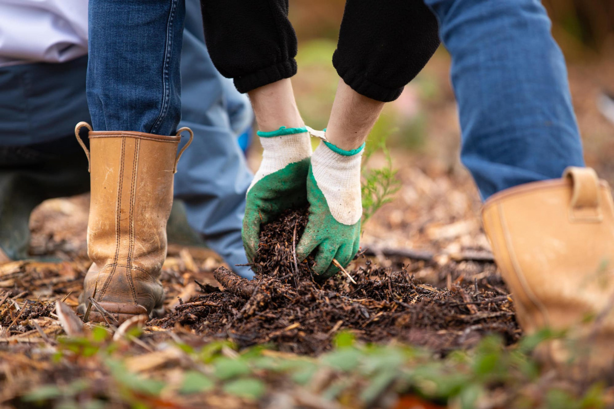 Preparing the hole and planting the shrub