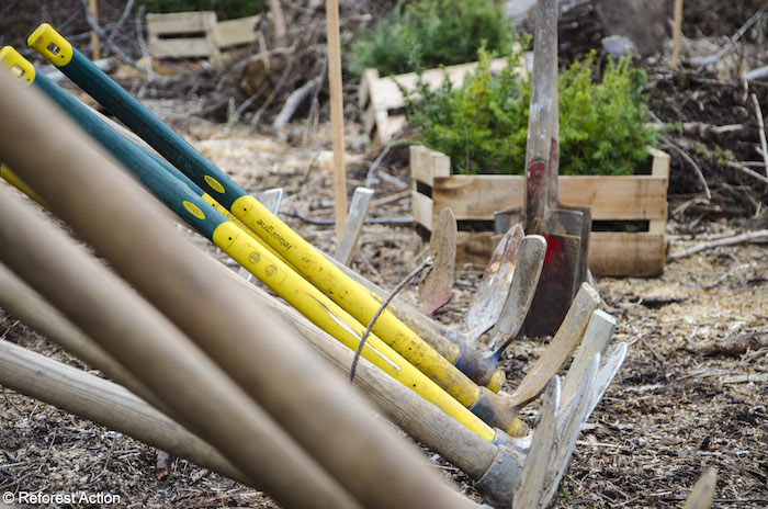 Reforesting is a long-term – or very long-term – commitment.