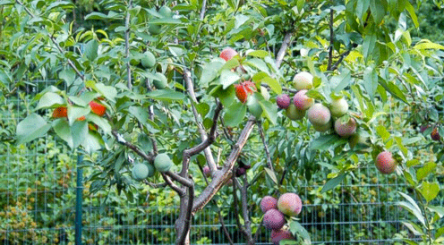 reforestation, reboisement, Forêt, planter, arbre, environnement, climat, planète, écologie