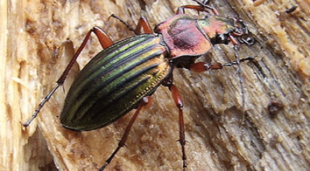 climat, écogeste, développement durable, solidarité