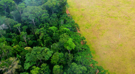 Brésil, Reforestation