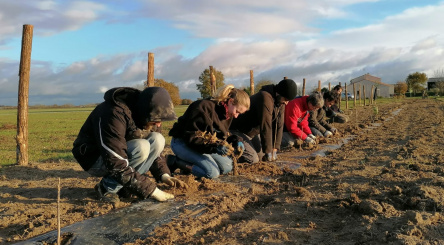 Bocage hedges are vegetal fences