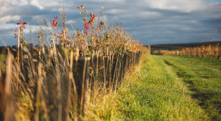 Vitiforestry at the Ruinart Champagne House to regenerate ecosystems