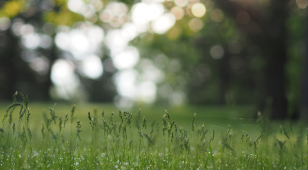 vert, couleur, green, santé, symbole