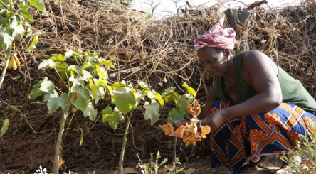 agroforesterie, plantation, changement climatique, carbone, climat