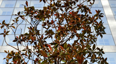 arbres, air, qualité de l'air, pollution, lutte contre la pollution, CO2, particules fines