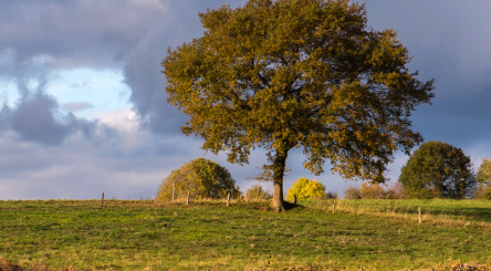 What is a "Carbon Sink"?