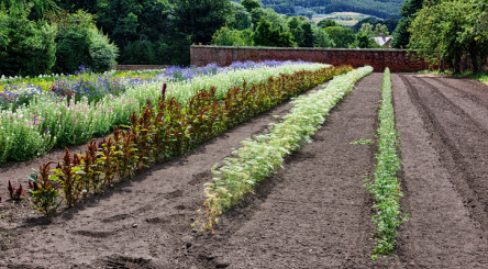 Planting trees in agroforestry