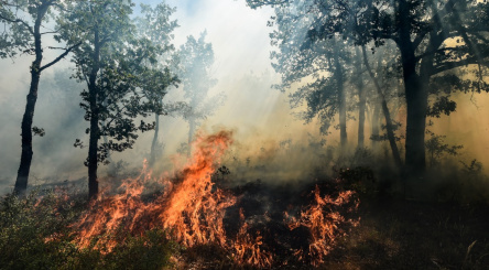 incendie, feux de forêt, feux, France