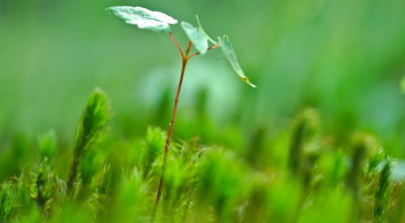 reboisement, reforestation, partenaires, arbres, plantation