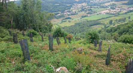 reboisement, verrières