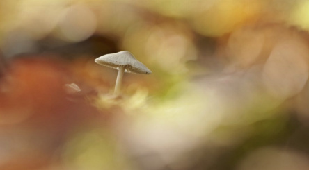 concours photo, forêts, automne, instagram