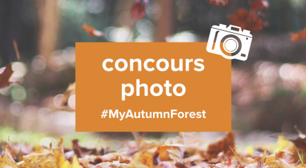 concours photo, instagram, photos, forêts, concours