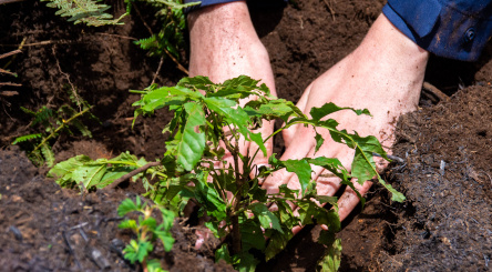 Qu'est-ce que des "Solutions fondées sur la Nature" ?