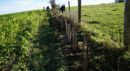 Fosseux, agroforesterie, reforestation