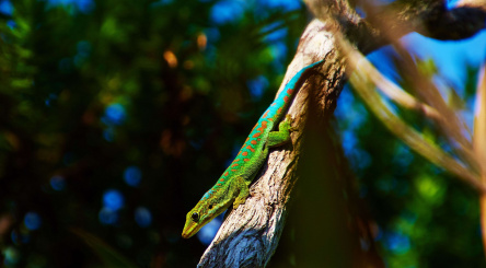 What is biodiversity? Definition and issues.