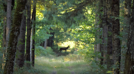 reboisement, Forêt, arbres, tempête