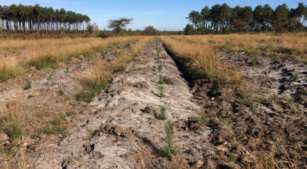 Luxey, Landes, Tempête Klaus, Restauration, reforestation