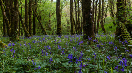 solution climatique naturelle, Forêt, nature, CO2, carbone, changement climatique
