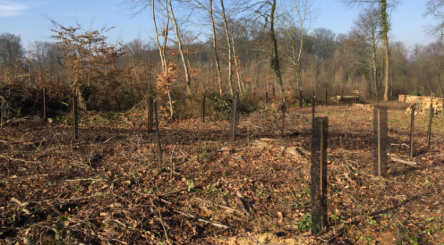 Outrebois, Arbres, Plantation, Thonon,