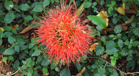 Partenariat signé entre Reforest’Action & le Global Biodiversity Standard (GBS). Un standard international en faveur de la biodiversité.