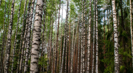 What is a "Carbon Budget"? 