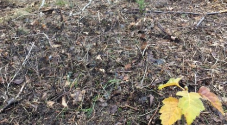 Saint Hilarion, Crédit Agricole, reforestation