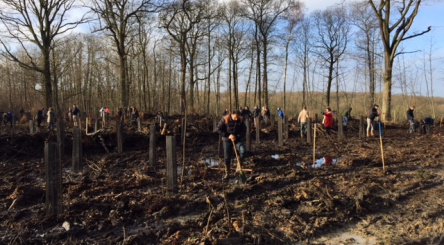 Rueil-Malmaison, arbres, ONF, Chêne