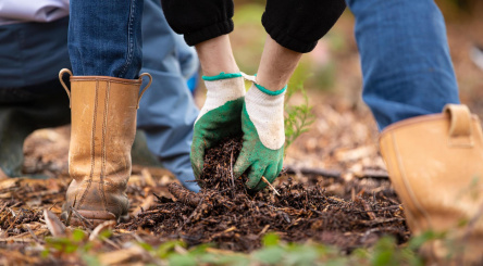 Planting a tree requires several prerequisites