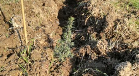 Plemet, Carrefour, Chênes, Carimila, plantation