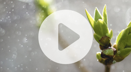 forêts, France, reboisement