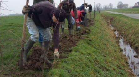 Quesnoy-sur-Deule, Leroy-Merlin, haies