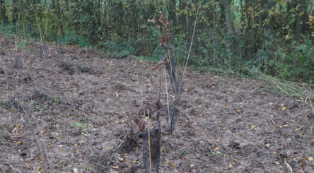 Quiery La Motte, Leroy-Merlin, reforestation