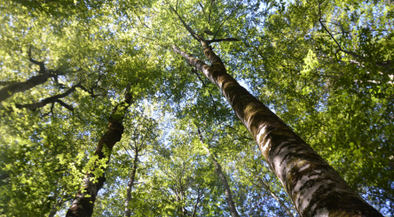 Europe, semaine européenne des forêts, forêts, reforestation, biodiversité, Pologne, Belgique, Portugal, Espagne, Italie